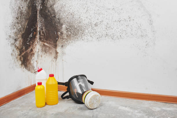 Best White Mold Remediation in East Moline, IL