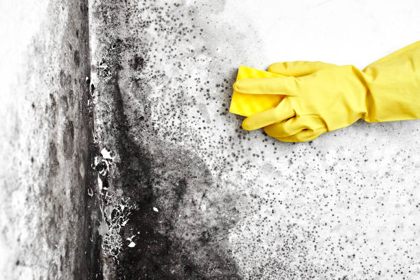 Best Basement Mold Remediation in East Moline, IL