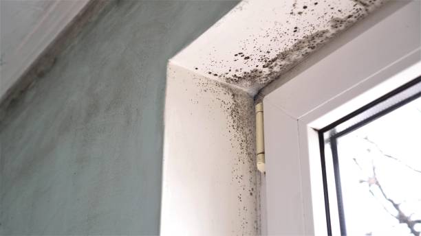Best Crawl Space Mold Remediation in East Moline, IL
