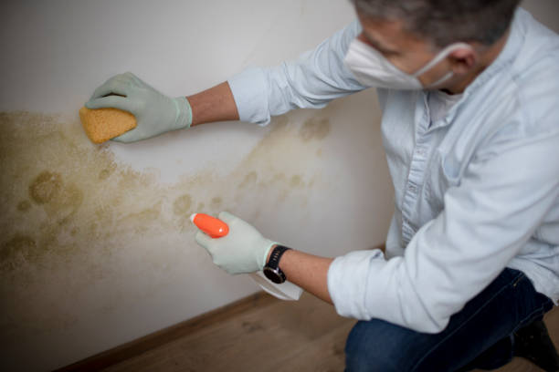 Best Emergency Mold Remediation in East Moline, IL