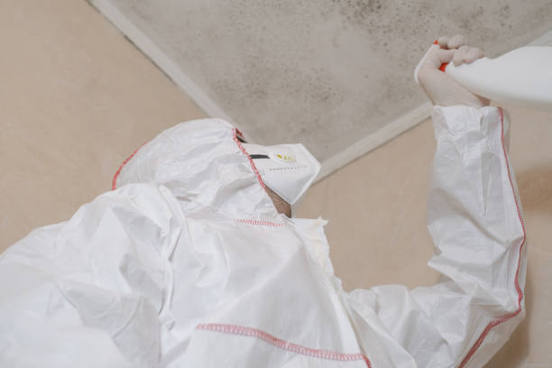 Best Black Mold Remediation in East Moline, IL
