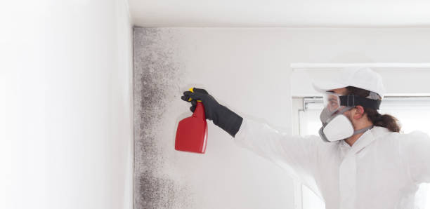 Best Mold Remediation for Schools in East Moline, IL