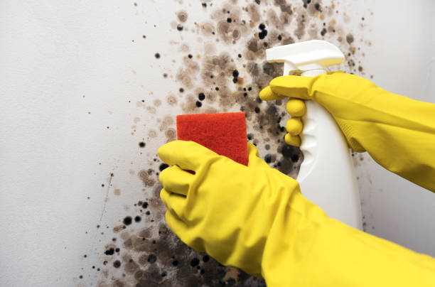 Best Mold Remediation for Specific Building Types in East Moline, IL