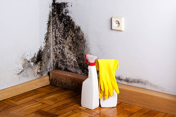 Best Mold Testing and Inspection Services in East Moline, IL