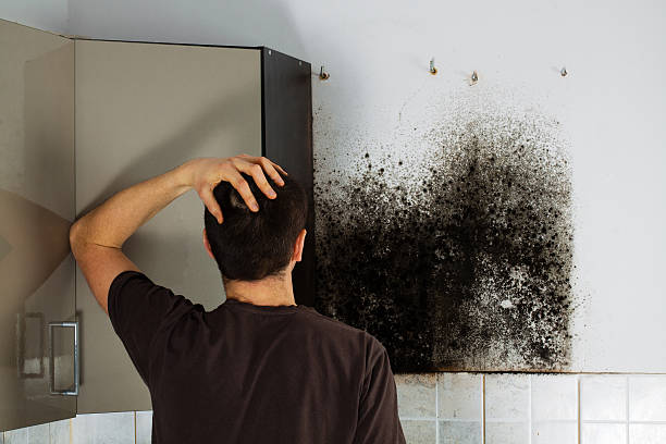 Best Industrial Mold Remediation in East Moline, IL