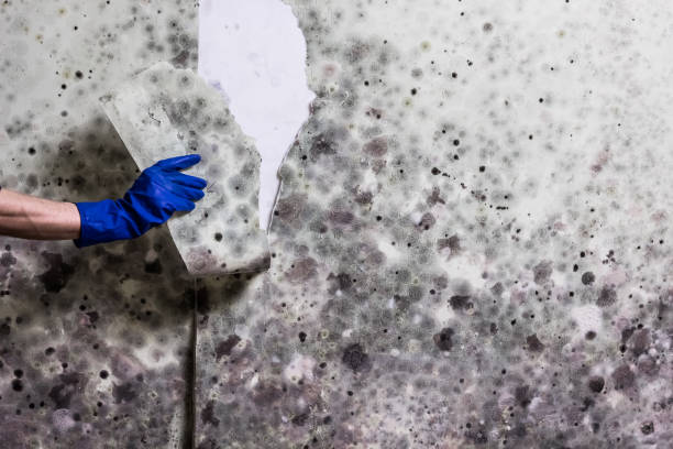 Best Post-Flood Mold Remediation in East Moline, IL