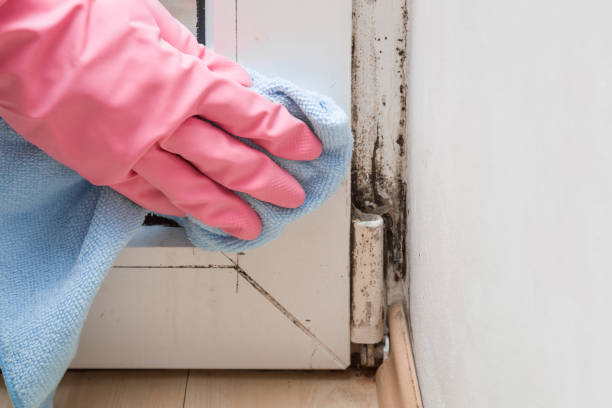 Best Commercial Mold Remediation in East Moline, IL