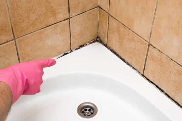 Best Kitchen Mold Remediation in East Moline, IL