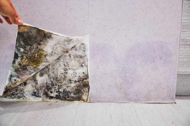 Best DIY Mold Remediation Support Services in East Moline, IL